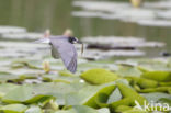 Zwarte Stern (Chlidonias niger)