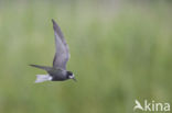 Black Tern (Chlidonias niger)