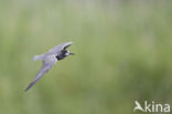 Black Tern (Chlidonias niger)