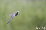 Black Tern (Chlidonias niger)