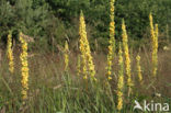 Zwarte toorts (Verbascum nigrum)