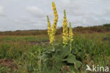 Zwarte toorts (Verbascum nigrum)