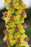 Zwarte toorts (Verbascum nigrum)