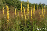 Zwarte toorts (Verbascum nigrum)