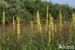 Zwarte toorts (Verbascum nigrum)