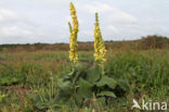 Dark Mullein (Verbascum nigrum)