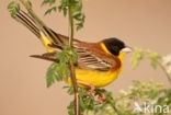 Black-headed bunting (Emberiza melanocephala)