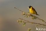 Zwartkopgors (Emberiza melanocephala)