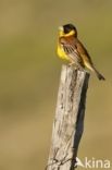 Zwartkopgors (Emberiza melanocephala)