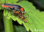 Zwartpootsoldaatje (Cantharis fusca)