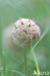 Strawberry Clover (Trifolium fragiferum)