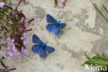 Adonisblauwtje (Polyommatus bellargus)