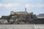 Alcatraz