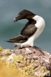 Razorbill (Alca torda)