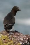 Razorbill (Alca torda)