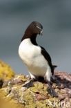 Razorbill (Alca torda)