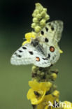 Apollo (Parnassius apollo)