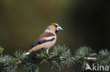 Appelvink (Coccothraustes coccothraustes)