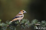 Appelvink (Coccothraustes coccothraustes)