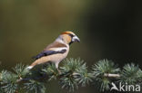 Appelvink (Coccothraustes coccothraustes)