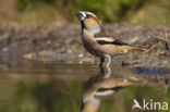 Hawfinch (Coccothraustes coccothraustes)