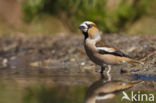 Hawfinch (Coccothraustes coccothraustes)