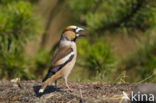 Appelvink (Coccothraustes coccothraustes)