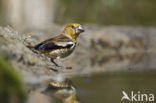 Appelvink (Coccothraustes coccothraustes)