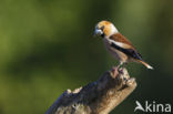 Hawfinch (Coccothraustes coccothraustes)