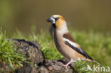 Hawfinch (Coccothraustes coccothraustes)