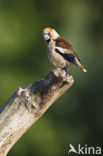 Hawfinch (Coccothraustes coccothraustes)
