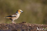 Hawfinch (Coccothraustes coccothraustes)