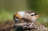 Hawfinch (Coccothraustes coccothraustes)