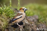 Hawfinch (Coccothraustes coccothraustes)