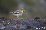 Hawfinch (Coccothraustes coccothraustes)