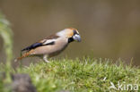 Hawfinch (Coccothraustes coccothraustes)