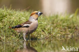 Hawfinch (Coccothraustes coccothraustes)