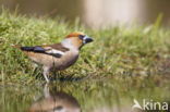 Hawfinch (Coccothraustes coccothraustes)