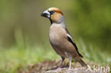 Hawfinch (Coccothraustes coccothraustes)