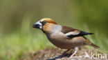 Hawfinch (Coccothraustes coccothraustes)