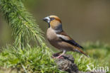 Hawfinch (Coccothraustes coccothraustes)