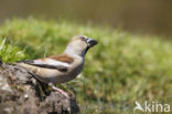 Hawfinch (Coccothraustes coccothraustes)