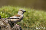 Hawfinch (Coccothraustes coccothraustes)