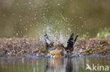 Hawfinch (Coccothraustes coccothraustes)
