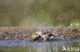 Hawfinch (Coccothraustes coccothraustes)