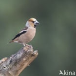 Hawfinch (Coccothraustes coccothraustes)