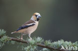 Hawfinch (Coccothraustes coccothraustes)