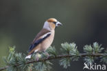 Hawfinch (Coccothraustes coccothraustes)