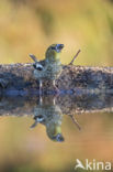 Hawfinch (Coccothraustes coccothraustes)