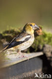 Hawfinch (Coccothraustes coccothraustes)
